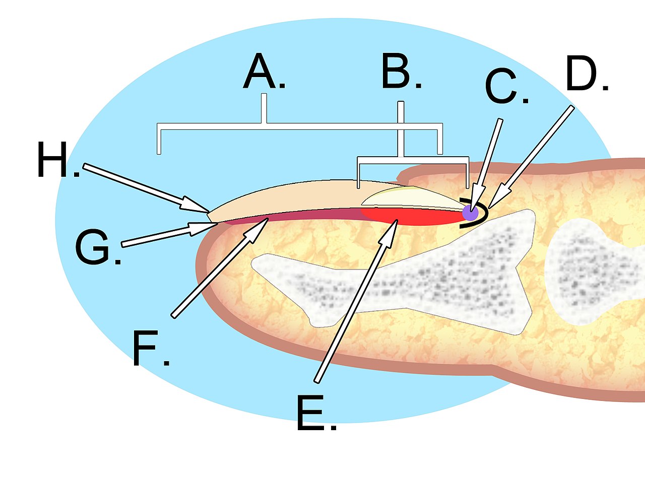 A diagram of a fingernail, long-section. Different parts are labelled with letters.